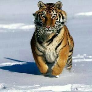 Meet your Posher, Samara